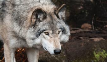 Wielkopolska: rozrasta się wataha wilków. Problem dla mieszkańców