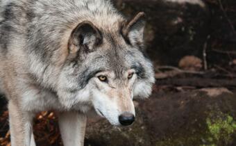 Wielkopolska: rozrasta się wataha wilków. Problem dla mieszkańców