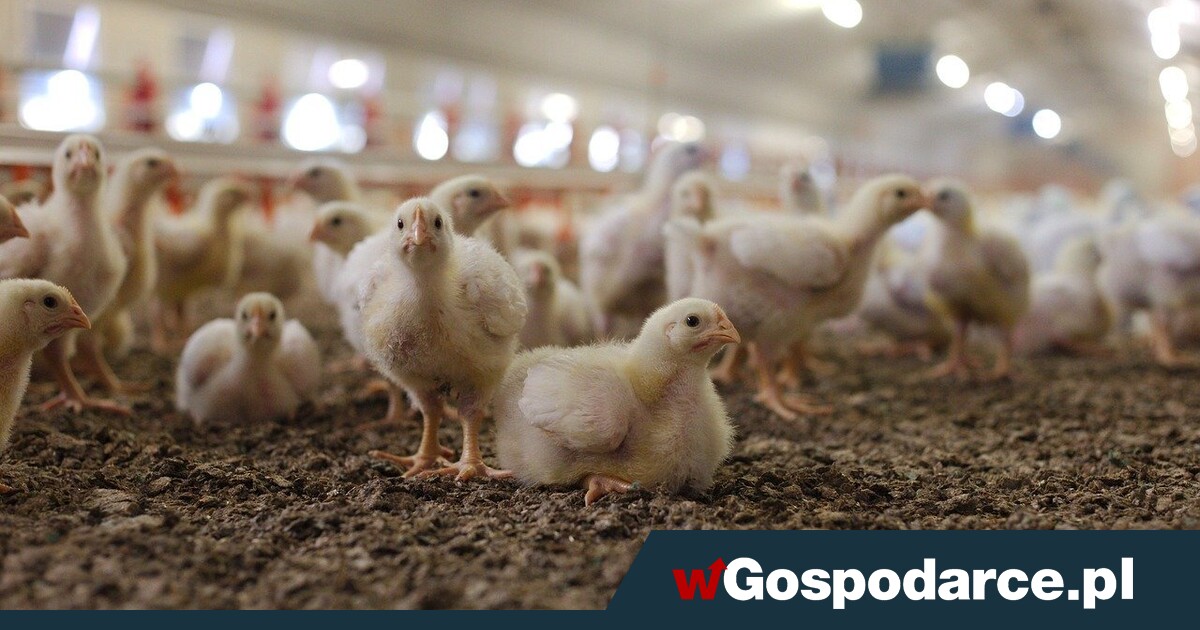Mercosur to wyrok na polskich hodowców drobiu