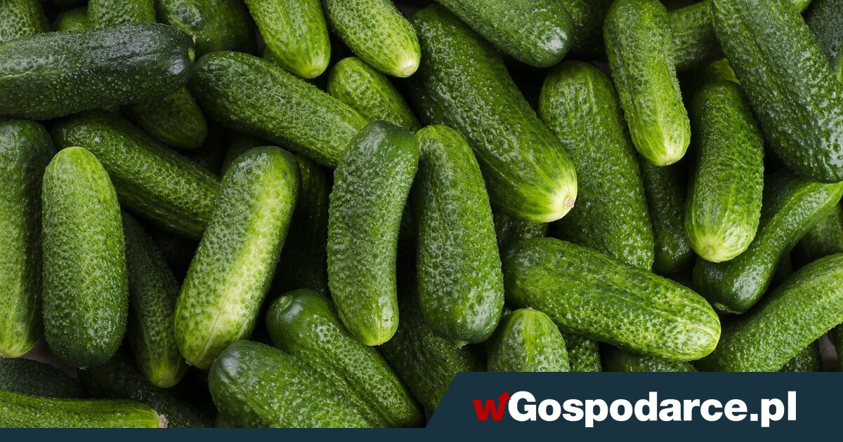 Zimno w Hiszpanii, drogie ogórki w Polsce