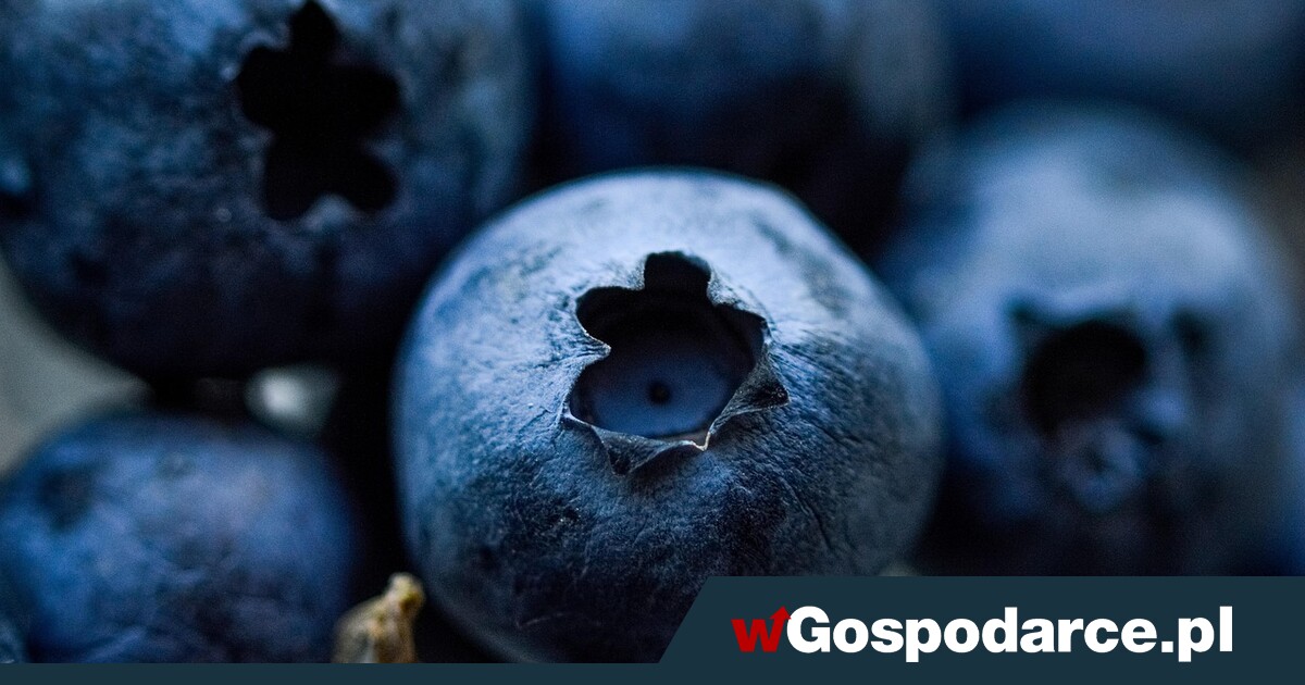 Te owoce szczególnie warto włączać do diety