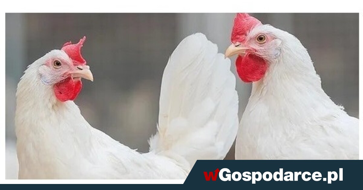 Polska oficjalnie wolna od ptasiej grypy!