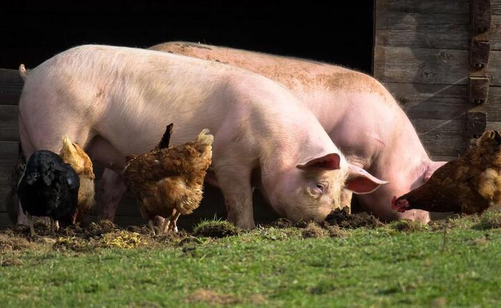 Świnie w gospodarstwach  / autor: Pixabay