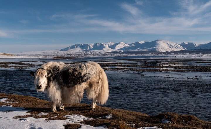 Zima w Mongolii - jak jest przystosowany do surowych warunków / autor: Pixabay
