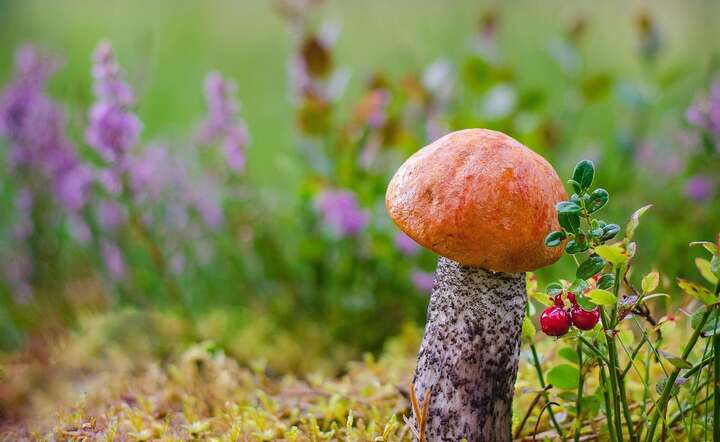 Po deszczowym maju w wielu regionach Polski sypnęło grzybami. NZ. koźlarz pomarańczowy / autor: Pixabay