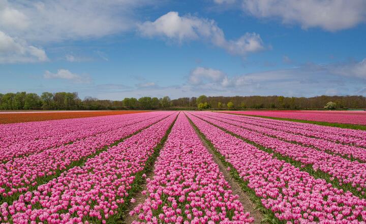 plantacja kwiatów, Holandia / autor: Pixabay