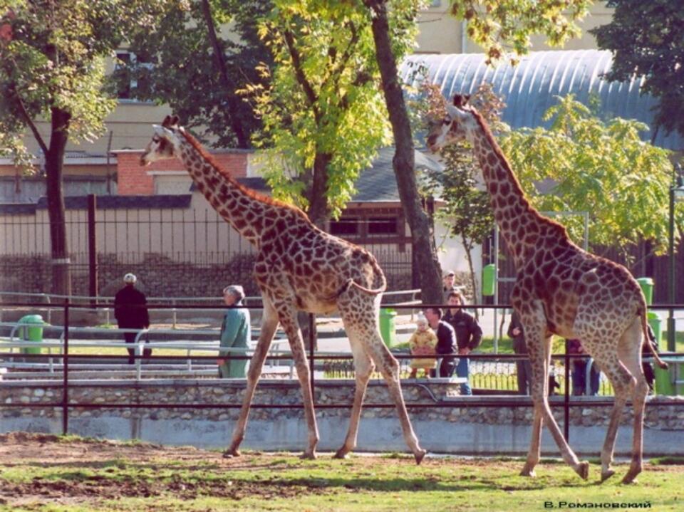 moscowzoo.ru
