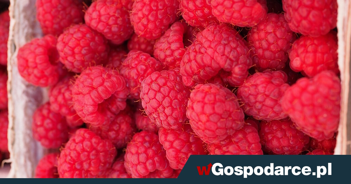 Już są! Pierwsze polskie maliny