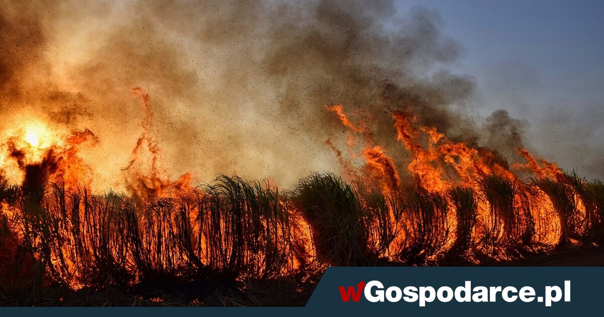 Susza niesie drastyczny wzrost zagrożenia pożarami traw