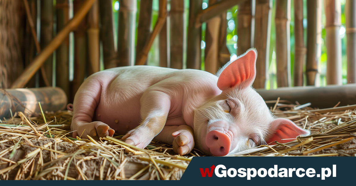 Chińczycy ubiją milion świń, bo mają ich... za dużo