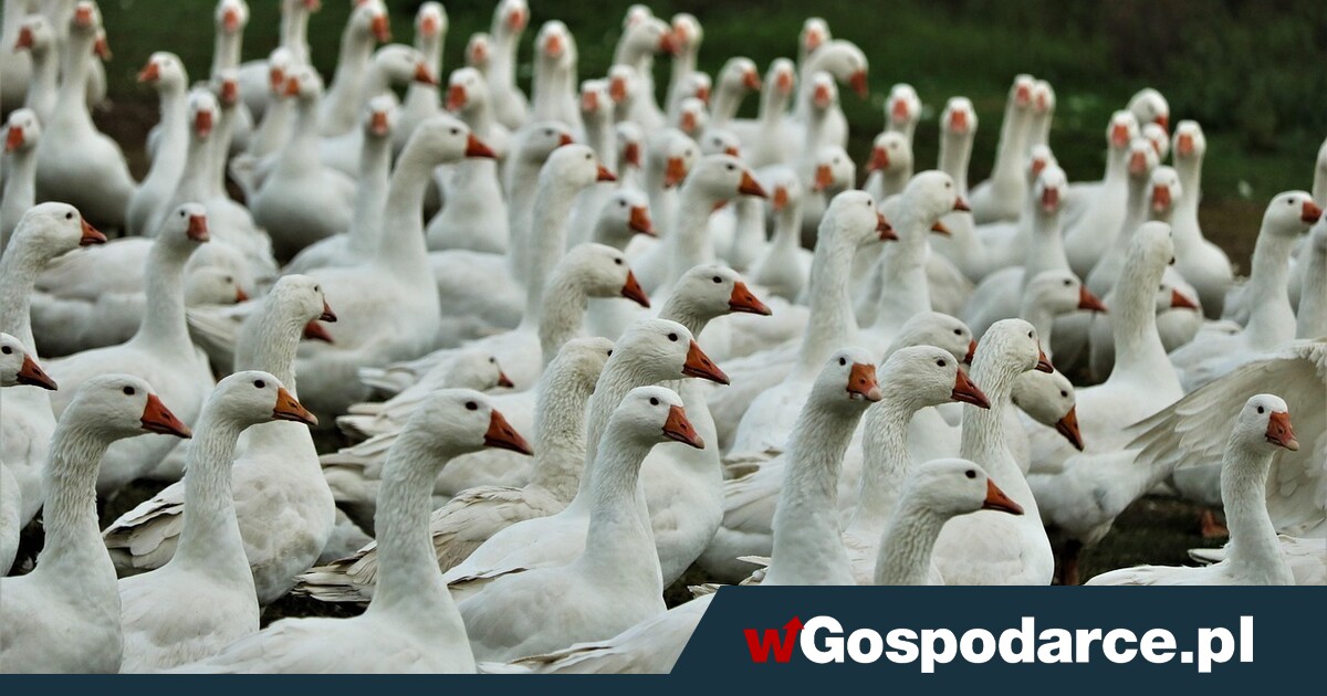 Niemcy zajadają się mięsem z polskich gęsi