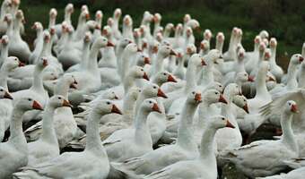 Niemcy zajadają się mięsem z polskich gęsi