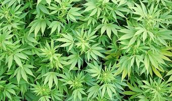 Medyczna marihuana legalna w Australii?