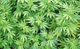 Medyczna marihuana legalna w Australii?
