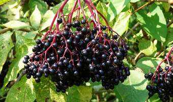 Czarny bez – czy aby zawsze taki zdrowy?