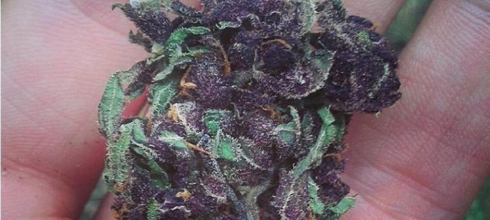 fot. Stunip/CC BY-SA 4.0