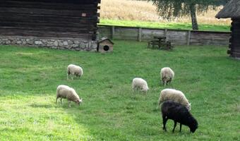Nowy wirus atakuje bydło, kozy i owce w Europie. Jego nazwa - Schmallenberg