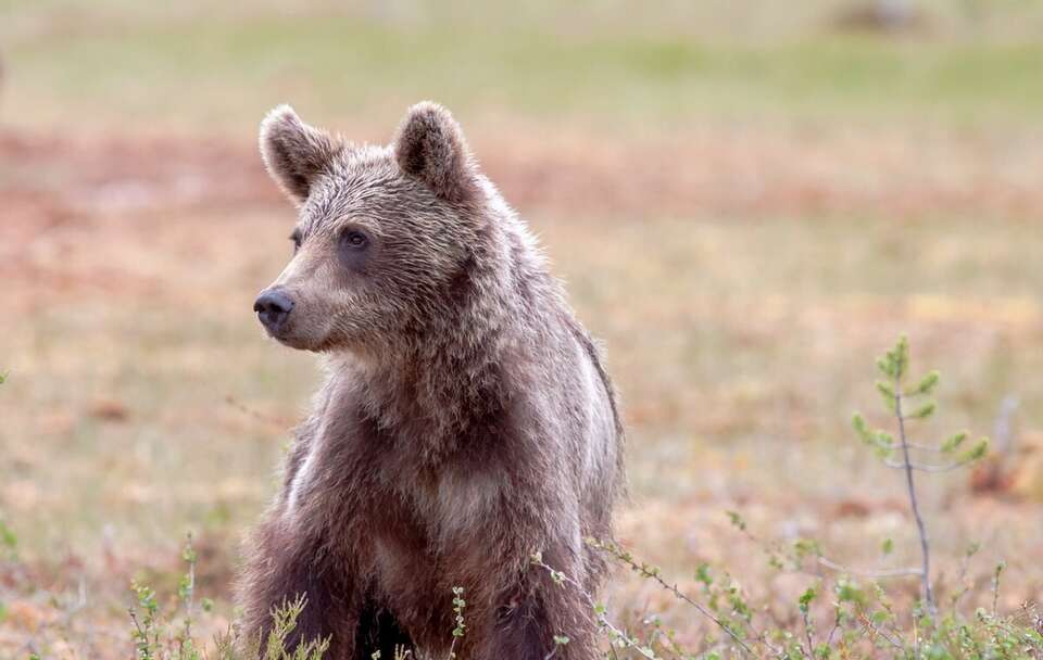 W Bieszczadach uważajmy na niedźwiedzie nie tylko na szlaku