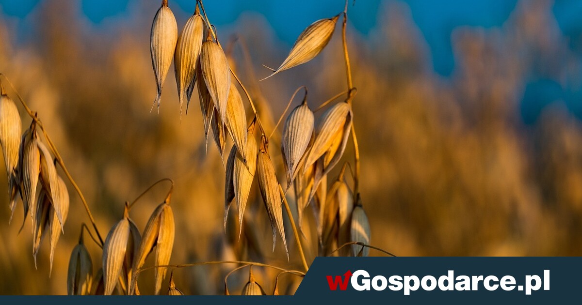 Izba Zbożowo-Paszowa alarmuje: Mała podaż zbóż i wysokie ceny