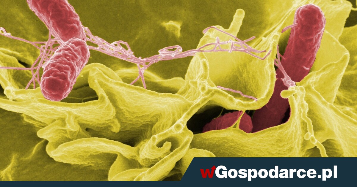 Salmonella bardziej niebezpieczna niż myślisz