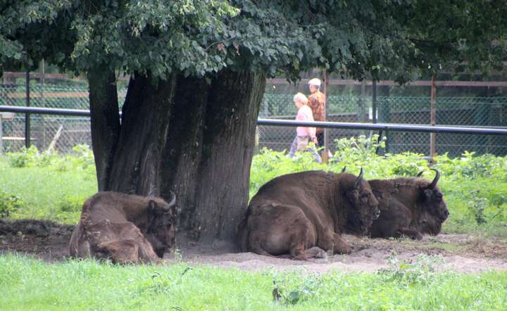 Do Białowieży przyjeżdża mniej turystów. Na zdjęciu pokazowy rezerwat żubrów  / autor: M. Czutko/Fratria