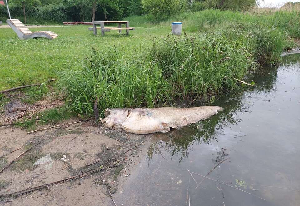 Śnięte ryby w Odrze! Czy Rusin znów napisze o 