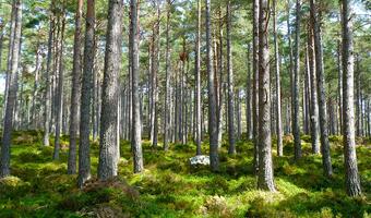 Puszcza Białowieska/ Powstały cztery nowe wioski tematyczne