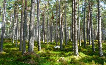 "E-węgiel" - innowacyjny pomysł, jak wykorzystać polskie lasy, by sprostać normom emisji CO2