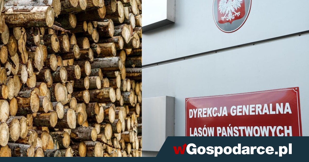 How much do the State Forests lose due to the logging moratorium?