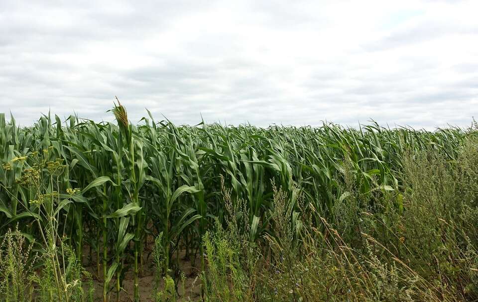 Uprawa kukurydzy, zdj. ilustracyjne / autor: Fratria