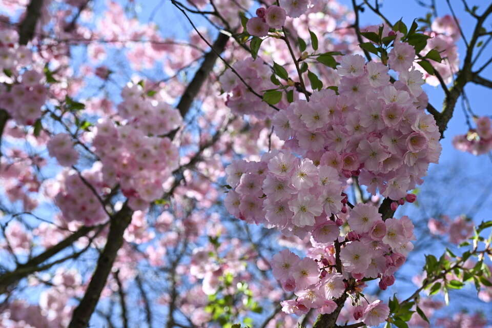 na zdjęciu drzewo w fazie kwitnienia / autor: PAP/Radek Pietruszka