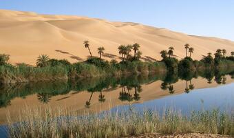 Arabia Saudyjska zasadzi na pustynii 10 mld drzew, by walczyć z emisją CO2!