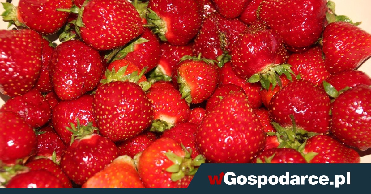 Można już kupić polskie truskawki
