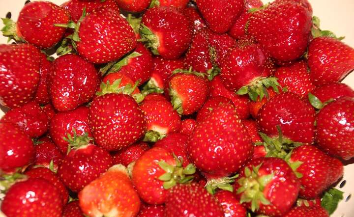 Polska jest unijnym liderem w produkcji truskawek. Aż 40 proc. powierzchni upraw tego owocu znajduje się w naszym kraju / autor: Fratria/MK