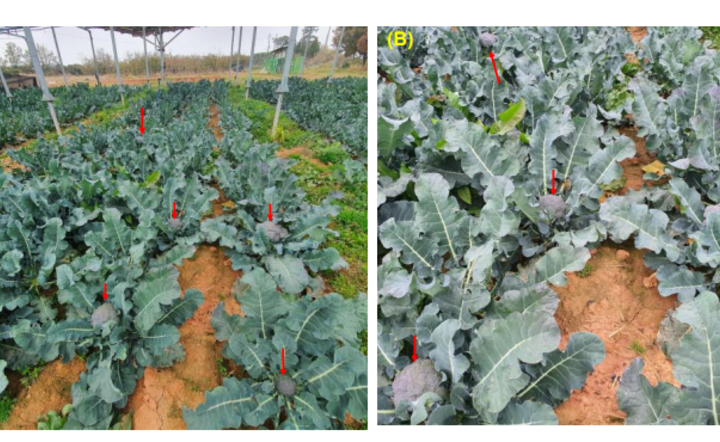 Przed i po zastosowaniu agrofotowoltaiki / autor: MDPI 