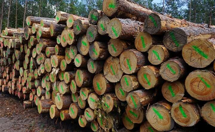 Z Polski w latach 2019-2023 za granicę sprzedano 14,3 mln ton nieprzetworzonego drewna / autor: Fratria / MK