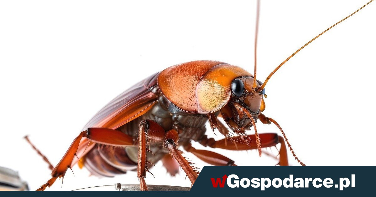 Naukowcy o środkach na owady: Spray? Nieskuteczny!