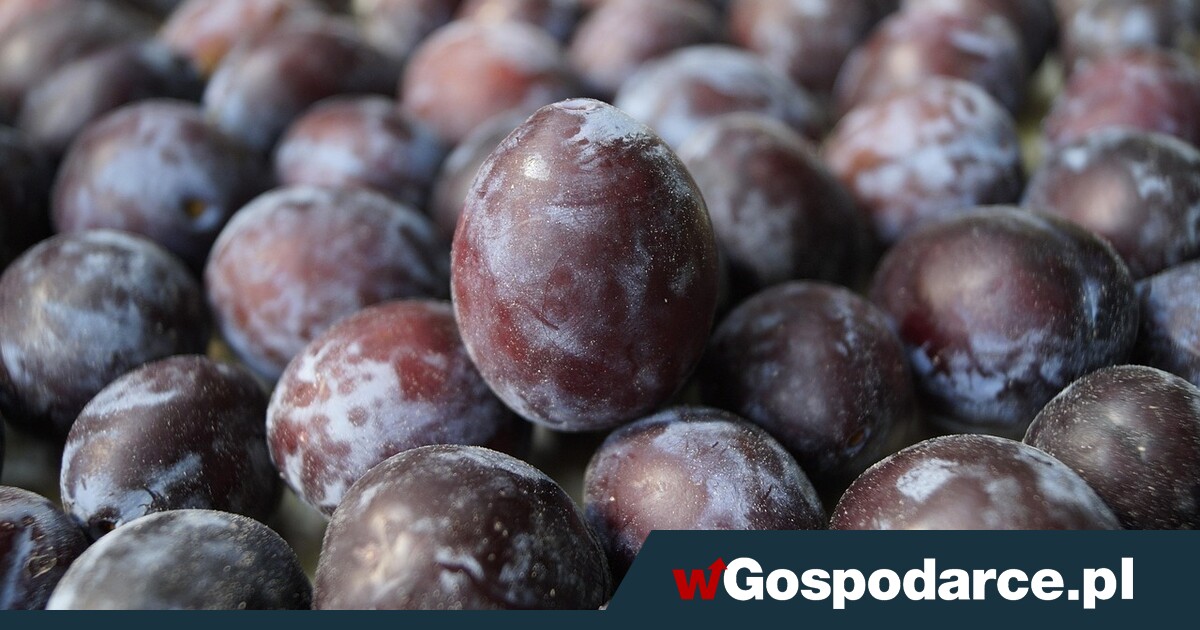 Zmowa cenowa: zaniżali ceny skupu owoców