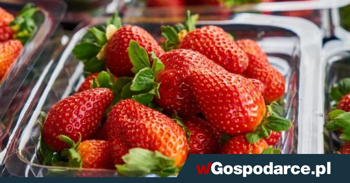 Tak oszukują nieuczciwi sprzedawcy truskawek