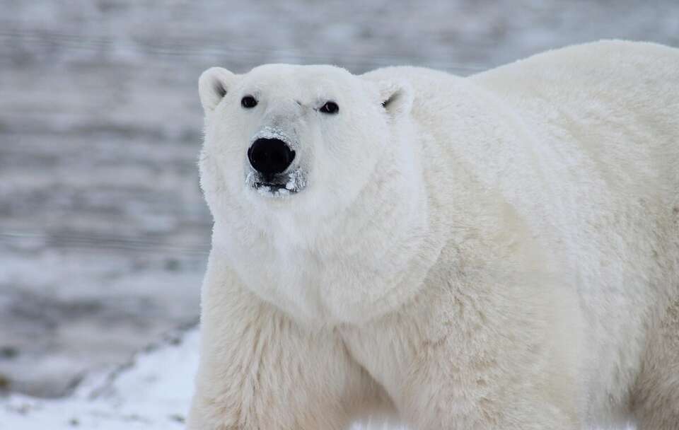 Niedźwiedź polarny  / autor: Pixabay