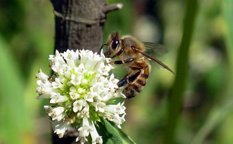 Pszczoły przetrwały zimę, są w dobrej kondycji