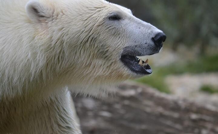 Niedźwiedź polarny zabił mężczyznę na Spitsbergenie