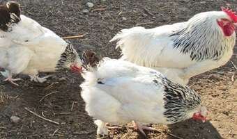 Eksperci ze Szwecji przestrzegają przed ptasią grypą