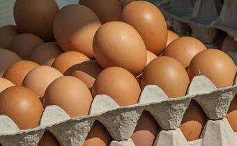 Sanepid ostrzega o salmonelli na skorupkach jajek