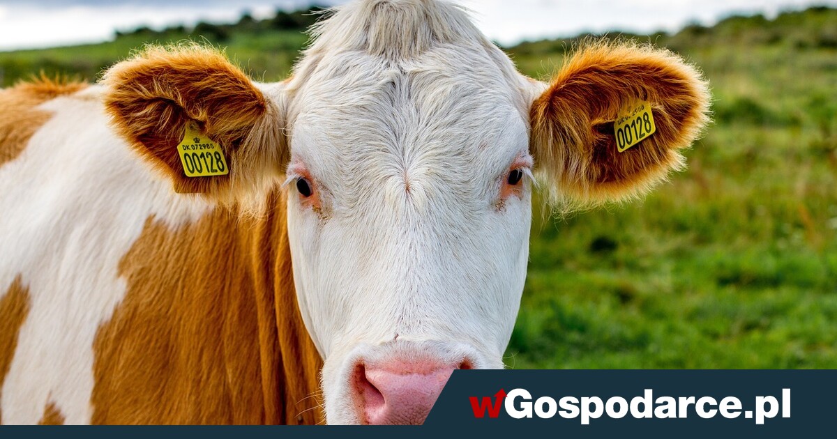 Precedens w Europie! Podatek za „ślad węglowy” hodowli