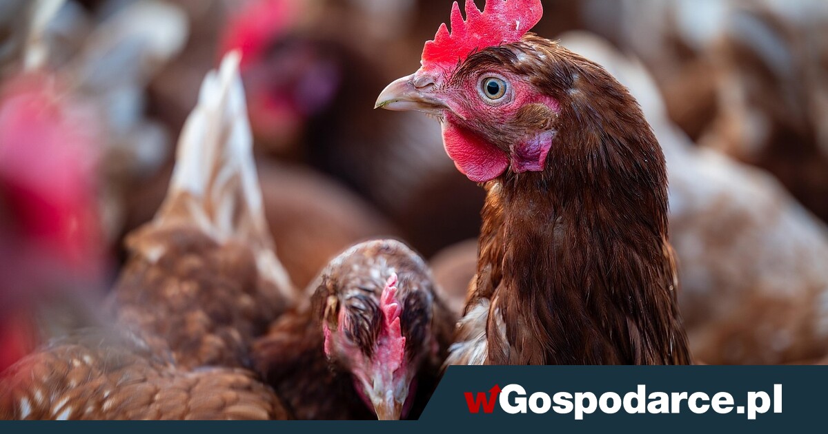 Opłacalność produkcji drobiu i jaj bije rekordy