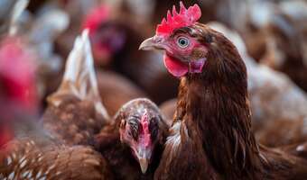 Opłacalność produkcji drobiu i jaj bije rekordy