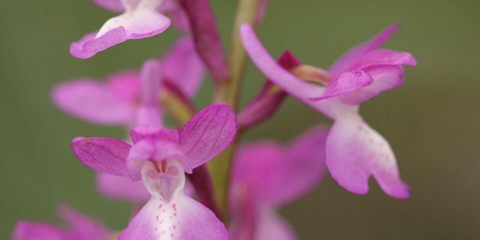 fot. Cptcv/CC SA 2.5