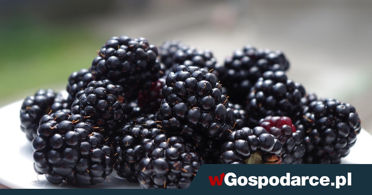 Jeżyny – skarbnica antyoksydantów