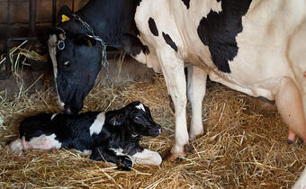 Wyroby mleczarskie na świecie mogą w tym roku stanieć o 15-30 proc.